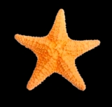 https://s3.amazonaws.com/nocnok-img/al-250210224252-1ebf0f2f0db6467da92a0b6015b7c863m.webp